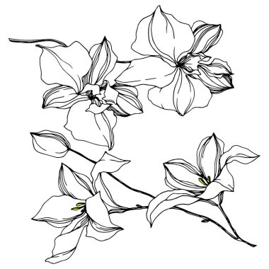 Vektör Orkide çiçek botanik çiçekler. Siyah ve beyaz oyulmuş mürekkep sanatı. İzole orkide illüstrasyon elemanı.