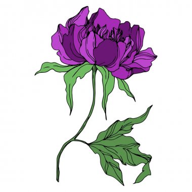 Şakayık çiçekbotanik çiçekleri. Siyah ve beyaz oyulmuş mürekkep sanatı. İzole şakayık illüstrasyon elemanı.