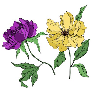 Şakayık çiçekbotanik çiçekleri. Siyah ve beyaz oyulmuş mürekkep sanatı. İzole şakayık illüstrasyon elemanı.