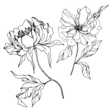 Peony floral botanical flowers. Black and white engraved ink art. Isolated peonies illustration element. clipart