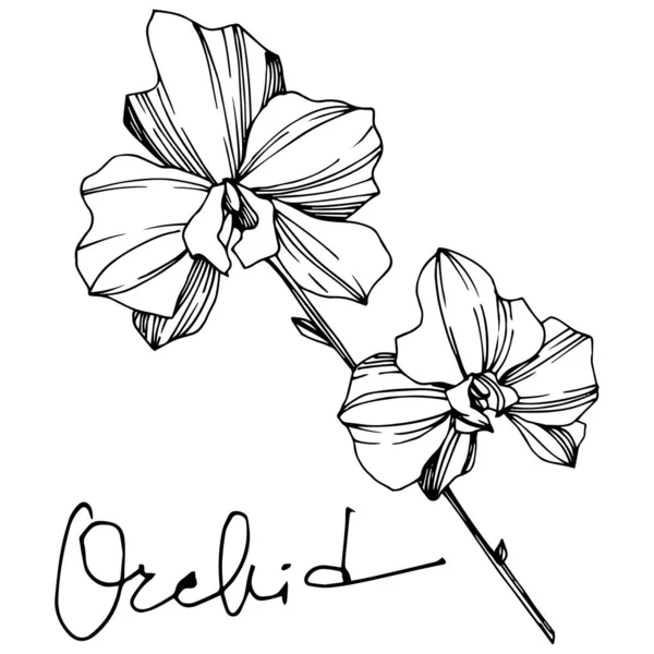 Květinové botanické květiny. Černé a bílé ryté inkoustem. Izolované orchideje, ilustrace. — Stockový vektor