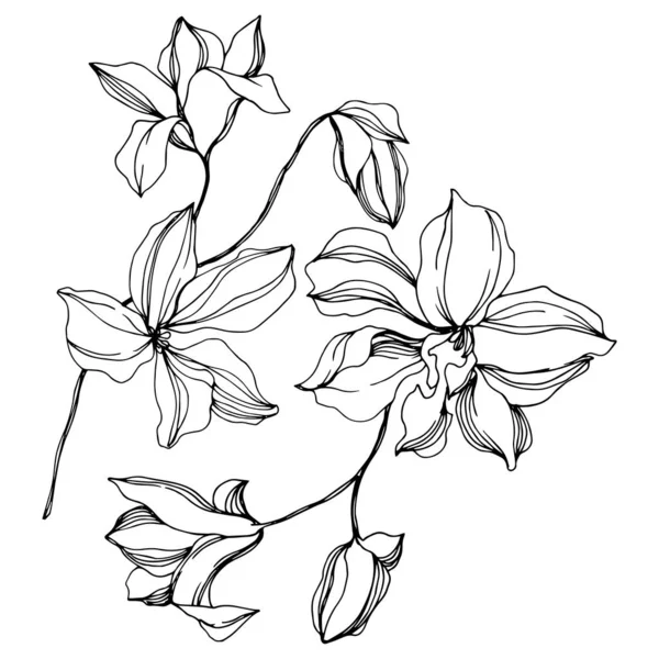 Orkide çiçek botanik çiçekleri. Siyah ve beyaz oyulmuş mürekkep sanatı. İzole orkide illüstrasyon elemanı. — Stok Vektör