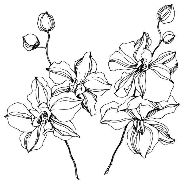 Orkidé blommiga botaniska blommor. Svart och vit graverad bläck konst. Isolerade orkidéer illustration element. — Stock vektor