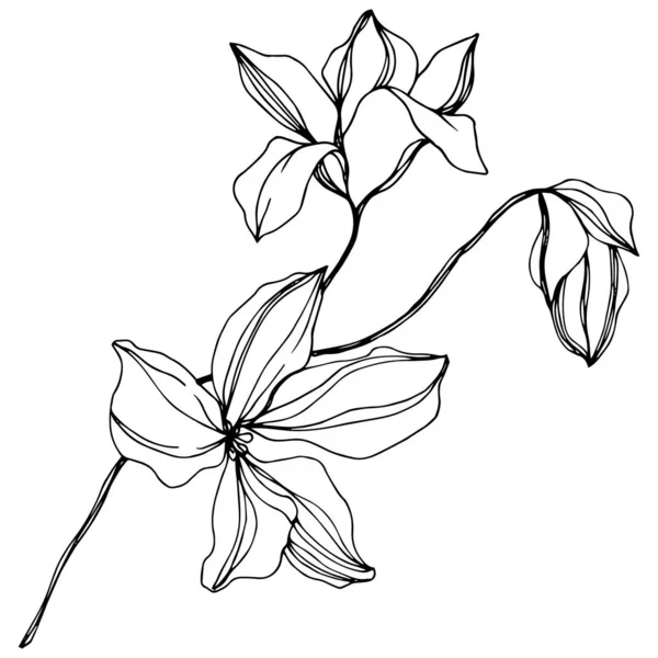 Flores botânicas florais de orquídea. Tinta gravada a preto e branco. Elemento de ilustração isolado das orquídeas . — Vetor de Stock