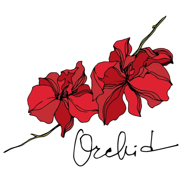 Flores botânicas florais de orquídea. Tinta gravada a preto e branco. Elemento de ilustração isolado das orquídeas . — Vetor de Stock