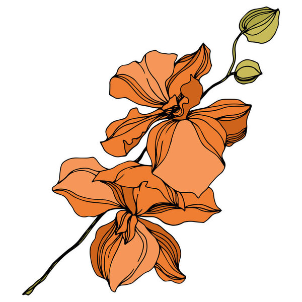 Орхидея цветочные ботанические цветы. Черно-белый рисунок чернил. Изолированный элемент иллюстрации орхидей
.