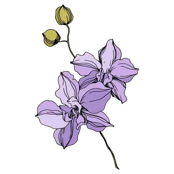 Orchidee bloemen botanische bloemen. Zwart-wit gegraveerd Ink Art. Geïsoleerde orchideeën illustratie element. — Stockvector