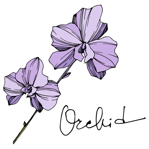 Květinové botanické květiny. Černé a bílé ryté inkoustem. Izolované orchideje, ilustrace. — Stockový vektor
