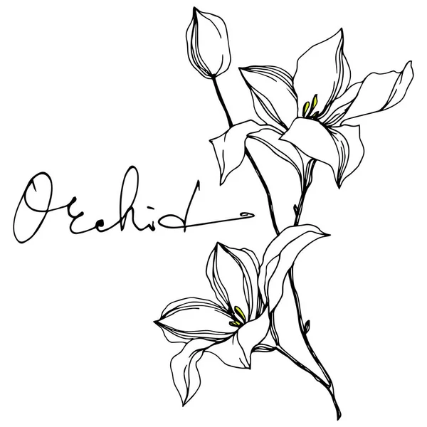 Vector Orchid flores botánicas florales. Tinta grabada en blanco y negro. Elemento ilustrativo de orquídeas aisladas . — Vector de stock