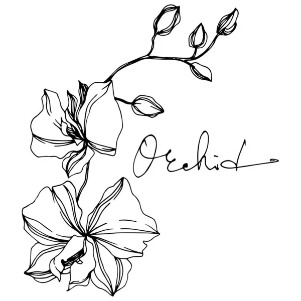 Vector Orchid flores botánicas florales. Tinta grabada en blanco y negro. Elemento ilustrativo de orquídeas aisladas . — Vector de stock