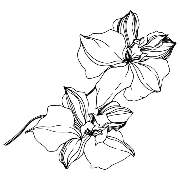 Vector Orchid floral botanical flowers. Black and white engraved ink art. Isolated orchids illustration element.