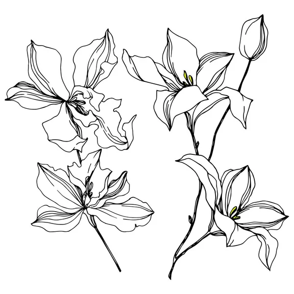 矢量兰花植物花。黑白雕刻水墨艺术。独立兰花插图元素. — 图库矢量图片