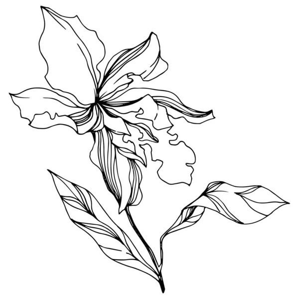 Vector Orchid kwiatowe kwiaty botaniczne. Czarno-biała grawerowana sztuka atramentu. Element ilustracji na białym tle orchidei. — Wektor stockowy