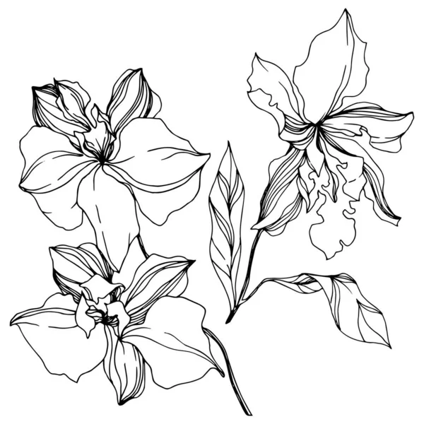 Vector Orchid kwiatowe kwiaty botaniczne. Czarno-biała grawerowana sztuka atramentu. Element ilustracji na białym tle orchidei. — Wektor stockowy