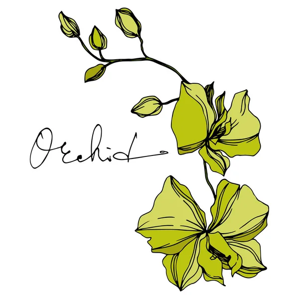 Vector orchidee bloemen botanische bloemen. Zwart-wit gegraveerd Ink Art. Geïsoleerde orchideeën illustratie element. — Stockvector