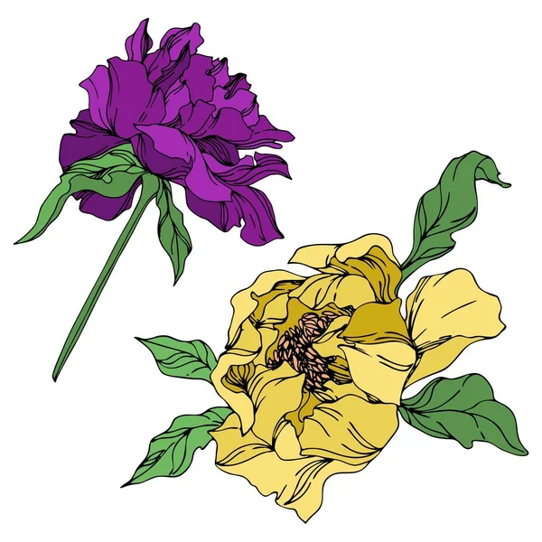 Peony bloemen botanische bloemen. Zwart-wit gegraveerd Ink Art. Geïsoleerde pioenrozen illustratie element. — Stockvector