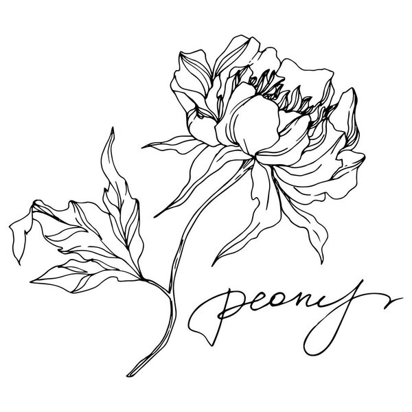 Peony floral botanical flowers. Black and white engraved ink art. Isolated peonies illustration element.