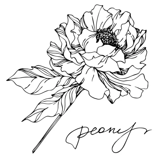 Peony floral botanical flowers. Black and white engraved ink art. Isolated peonies illustration element. — Stock Vector