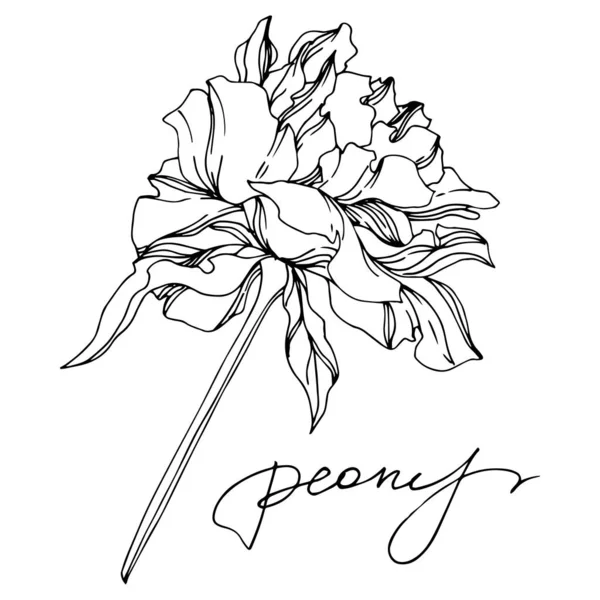 Peony पुष्प वनस्पति फूल। काले और सफेद उत्कीर्ण स्याही कला। अलग पियोनी इलस्ट्रेशन तत्व . — स्टॉक वेक्टर