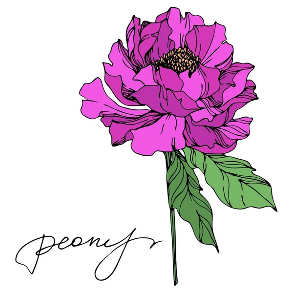 Peony floral botanical flowers. Black and white engraved ink art. Isolated peonies illustration element. — Stock Vector