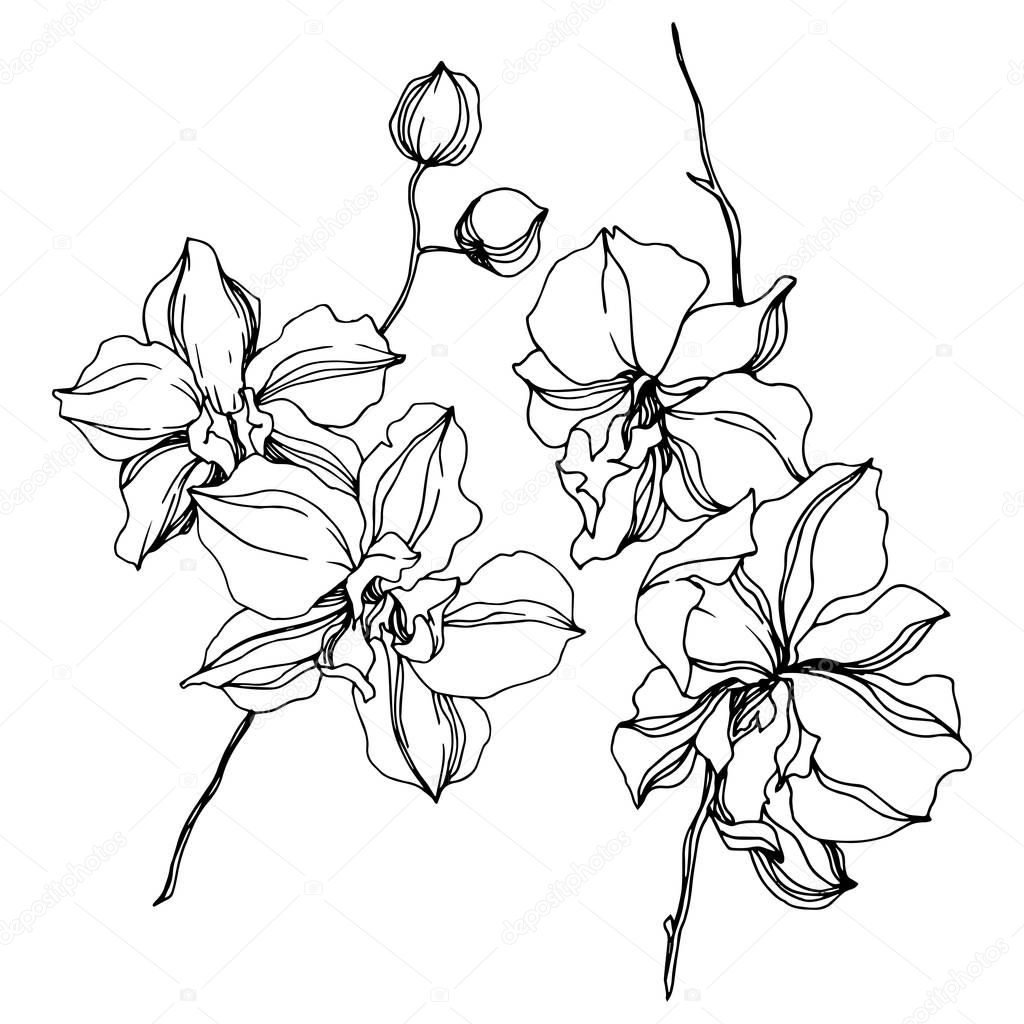 Orchid floral botanical flowers. Black and white engraved ink art. Isolated orchids illustration element.