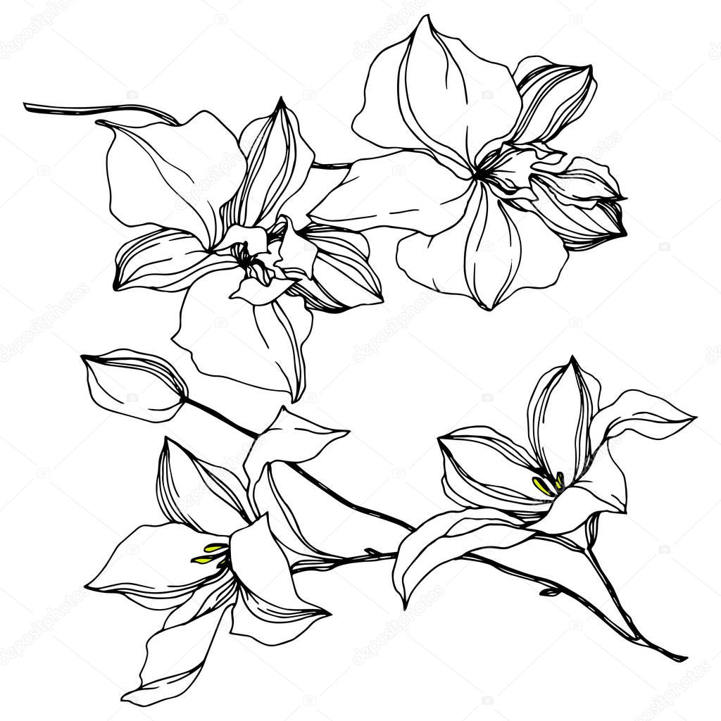 Vector Orchid floral botanical flowers. Black and white engraved ink art. Isolated orchids illustration element.