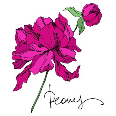 Şakayık çiçekbotanik çiçekleri. Siyah ve beyaz oyulmuş mürekkep sanatı. İzole şakayık illüstrasyon elemanı.