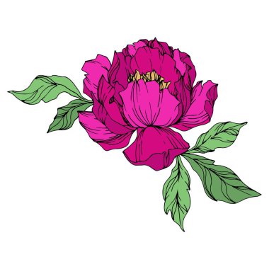 Şakayık çiçekbotanik çiçekleri. Siyah ve beyaz oyulmuş mürekkep sanatı. İzole şakayık illüstrasyon elemanı.