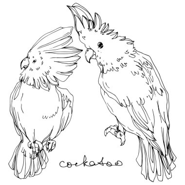 Vektör Gökyüzü kuş kakadu bir yaban hayatı içinde. Siyah ve beyaz oyulmuş mürekkep sanatı. İzole papağan illüstrasyon elemanı.