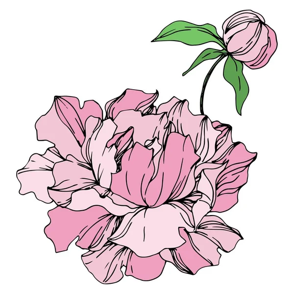 Peony floral botanical flowers. Black and white engraved ink art. Isolated peonies illustration element. — Stock Vector