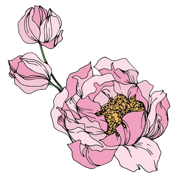 Květinové botanické květiny. Černé a bílé ryté inkoustem. Izolované peonie – ilustrace prvku. — Stockový vektor