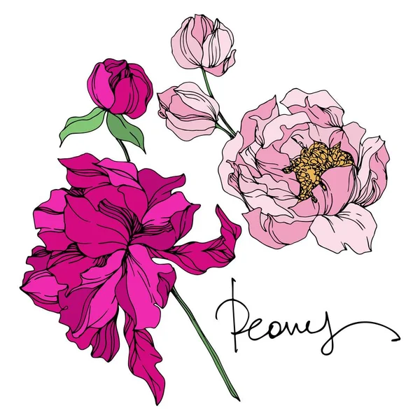 ดอกไม้ดอกโบตั๋น ดอกไม้พฤกษศาสตร์ ศิลปะหมึกแกะสลักสีดําและขาว องค์ประกอบภาพของดอกโบตั๋นแยก . — ภาพเวกเตอร์สต็อก
