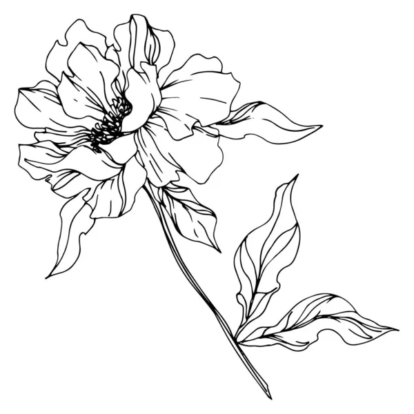 Пион цветочные ботанические цветы. Черно-белый рисунок чернил. Изолированный элемент иллюстрации пионов . — стоковый вектор