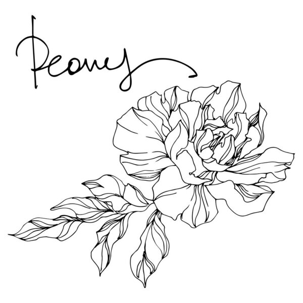 Peony floral botanical flowers. Black and white engraved ink art. Isolated peonies illustration element.