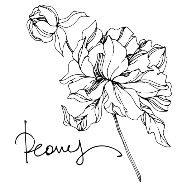 Peony bloemen botanische bloemen. Zwart-wit gegraveerd Ink Art. Geïsoleerde pioenrozen illustratie element. — Stockvector