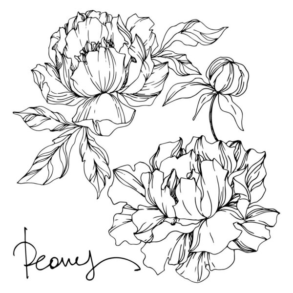 Peony floral botanical flowers. Black and white engraved ink art. Isolated peonies illustration element.