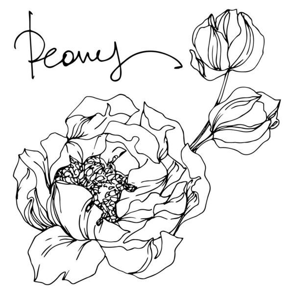 Peony floral botanical flowers. Black and white engraved ink art. Isolated peonies illustration element.