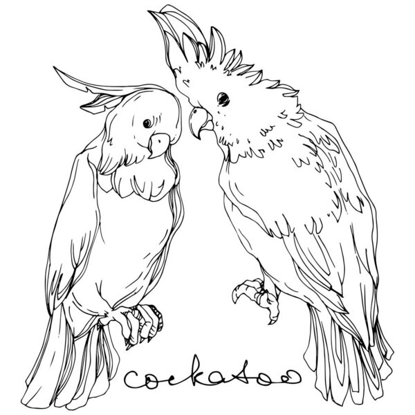 Vector Sky bird cockatoo in a wildlife. Black and white engraved ink art. Isolated parrot illustration element.