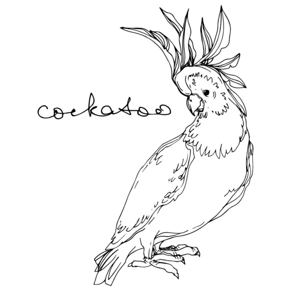 Vektorhimmelvogel Kakadu in einer Tierwelt. Schwarz-weiß gestochene Tuschekunst. isolierte Papageienillustration Element. — Stockvektor