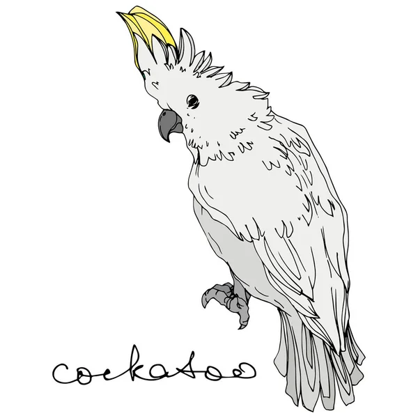 Cacatúa de aves Vector Sky en una vida silvestre. Tinta grabada en blanco y negro. Elemento de ilustración de loro aislado . — Vector de stock