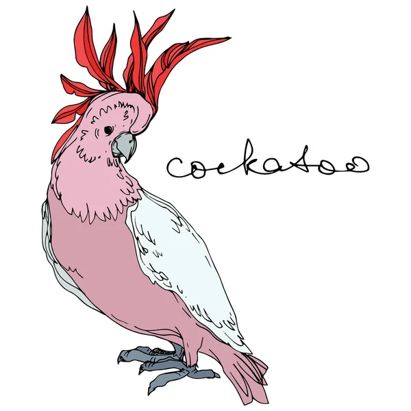 Vektorhimmelvogel Kakadu in einer Tierwelt. Schwarz-weiß gestochene Tuschekunst. isolierte Papageienillustration Element. — Stockvektor