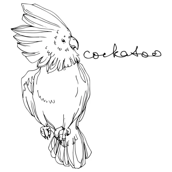 Vector Sky Bird kaketoe in een Wildlife. Zwart-wit gegraveerd Ink Art. Geïsoleerde Parrot illustratie element. — Stockvector