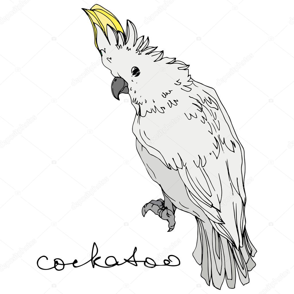 Vector Sky bird cockatoo in a wildlife. Black and white engraved ink art. Isolated parrot illustration element.