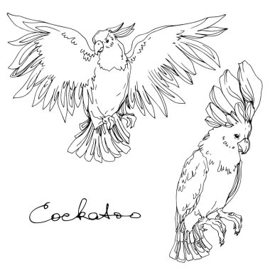 Vector Sky bird cockatoo in a wildlife isolated. Black and white engraved ink art. Isolated parrot illustration element. clipart