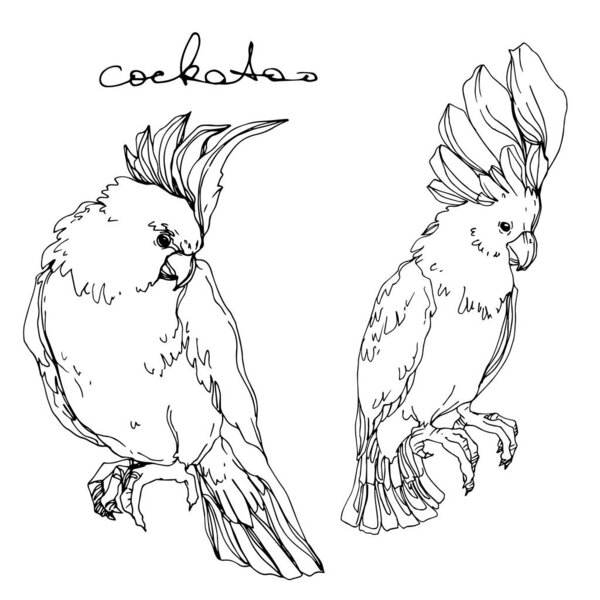 Векторный небесный какаду в изолированной дикой природе. Черно-белый рисунок чернил. Изолированный элемент иллюстрации попугая
.