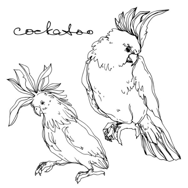 Векторный небесный какаду в изолированной дикой природе. Черно-белый рисунок чернил. Изолированный элемент иллюстрации попугая
.