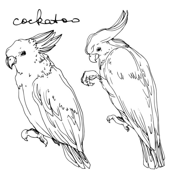 Векторный небесный какаду в изолированной дикой природе. Черно-белый рисунок чернил. Изолированный элемент иллюстрации попугая
.