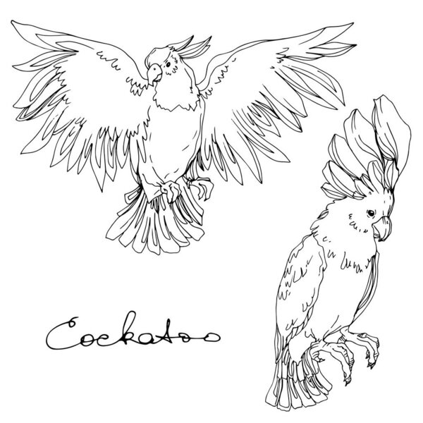 Vector Sky bird cockatoo in a wildlife isolated. Black and white engraved ink art. Isolated parrot illustration element.