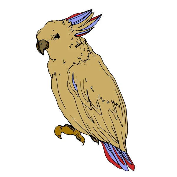 Vector Sky ptak kakadu w dzikiej przyrody odizolowany. Czarno-biała grawerowana sztuka tuszu. Izolowany element ilustracji papugi. — Wektor stockowy