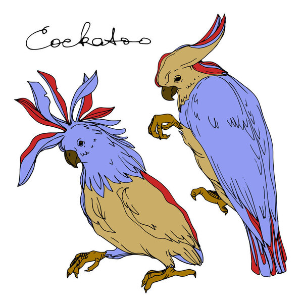 Векторный небесный какаду в изолированной дикой природе. Черно-белый рисунок чернил. Изолированный элемент иллюстрации попугая
.